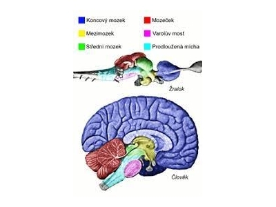 Přednáška - Lidský mozek